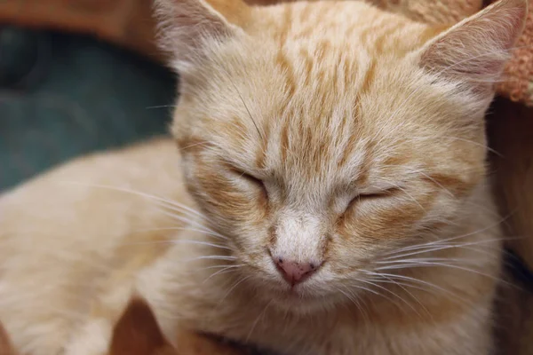 Χαριτωμένη Κοιμισμένα Τζίντζερ Γάτα Ζώο Ιδέα Κατοικίδιων Κοιμισμένος Γάτα Εξωτερικούς — Φωτογραφία Αρχείου