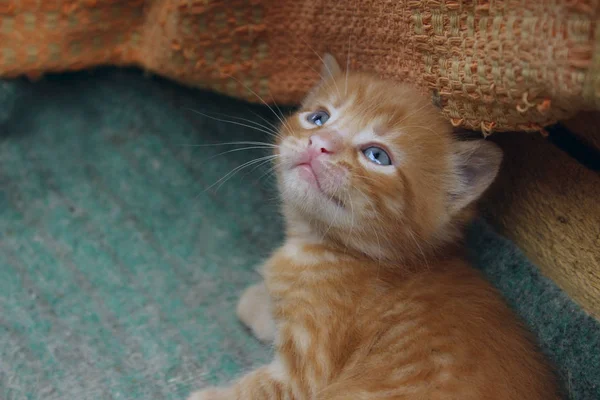 Zamazany Obraz Cute Red Tabby Kitten Zwierzęta Dzień Ssak Zwierzęta — Zdjęcie stockowe