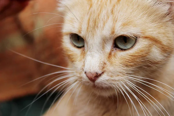 Kırpılmış Kırmızı Tekir Kedi Hayvanlar Evcil Hayvan Konsepti Kırmızı Sokak — Stok fotoğraf