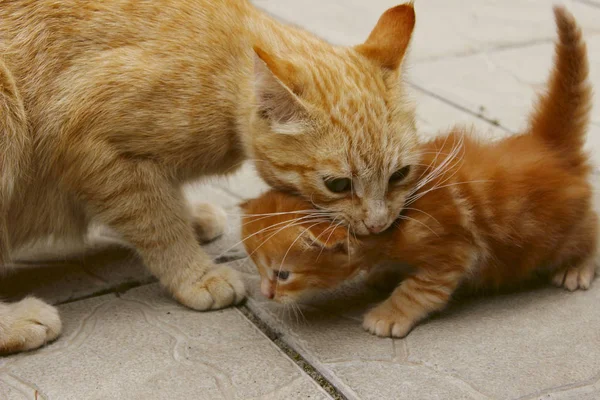 一只姜猫在嘴里抱着一只小猫的模糊图像 家庭观念 在携带一只小猫 — 图库照片
