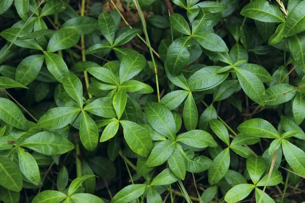 Verde Deja Fondo Cerca Fondo Hermoso Naturaleza Hojas Verdes Disparo — Foto de Stock