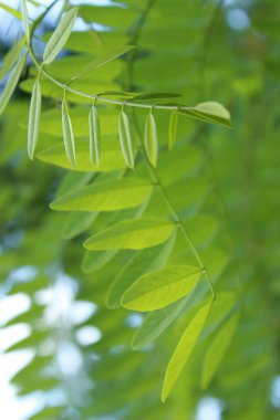 Yeşil yaprakların bulanık görüntüsü. Soyut yeşil doğal arka plan. Akasya ağacının dalı. Akasya ağacının yeşil yaprakları.