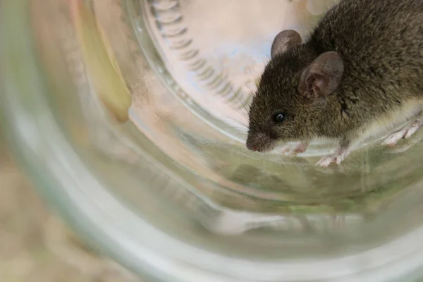 Niedliche Kleine Maus Glas Maus Einem Glas Gefangen Graue Maus — Stockfoto