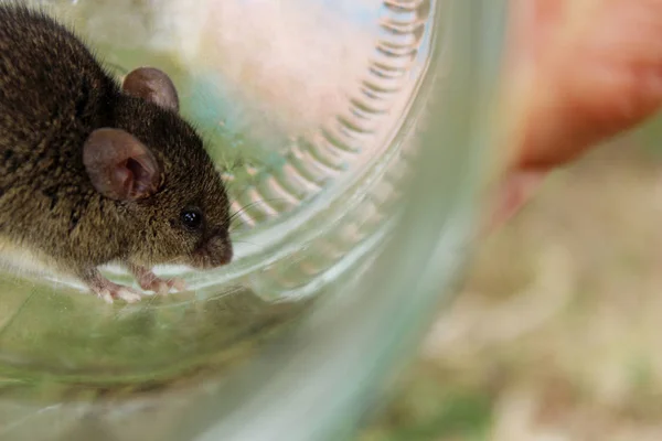 Jolie Petite Souris Dans Verre Souris Prise Dans Bocal Souris — Photo