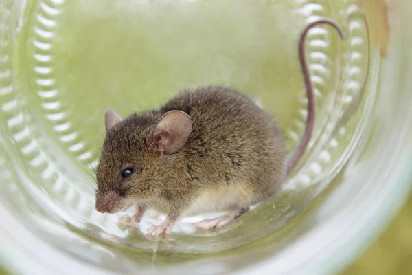 Симпатичная Мышка Стакане Мышь Попалась Банку Серая Мышь Закрой Аниты — стоковое фото