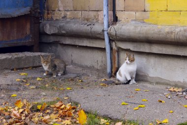 Hayvanlar, evcil hayvanlar, sokak kedileri konsepti. Sokak kedisi dışarıda. Evcil hayvanlar, hayvanlar, kediler konsepti. Sokakta kedi.