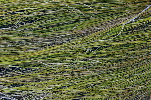 绿草背景的模糊图像 抽象自然纹理背景 干草背景 — 图库照片