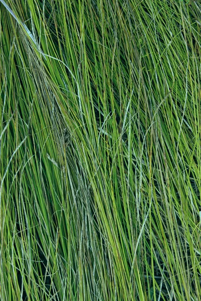 Розмите Зображення Фону Зеленої Трави Абстрактний Фон Текстури Природи Сухий — стокове фото