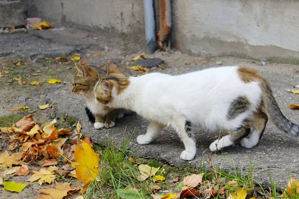 Dieren Huisdieren Zwerfkatten Concept Zwerf Kat Buitenshuis Huisdieren Dieren Katten — Stockfoto