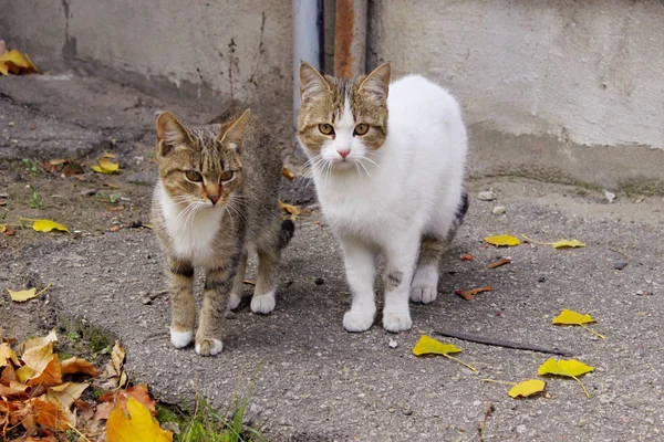 Animales Mascotas Gatos Vagabundos Concepto Gato Callejero Afuera Mascotas Animales — Foto de Stock