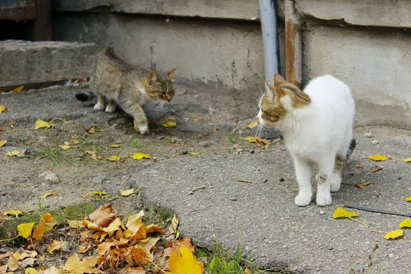 Animals, pets, stray cats concept. Stray cat outdoors. Pets, animals, cats concept. Cat on the street.
