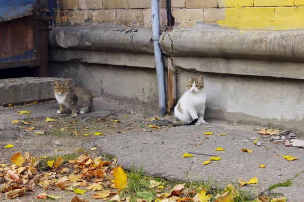 Állatok Háziállatok Kóbor Macskák Fogalmát Kóbor Macska Szabadban Háziállat Állatok — Stock Fotó
