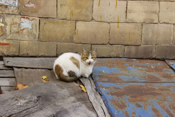 流浪猫的概念 户外流浪猫 猫的概念 街上的猫 — 图库照片