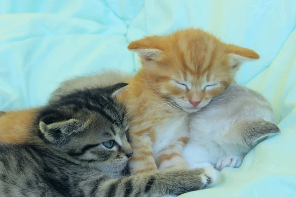 Drei Schlafende Jungtiere Niedliche Kätzchen Drinnen Haustiere Tiere Konzept — Stockfoto