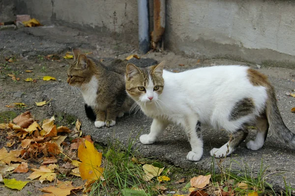 Animals Pets Stray Cats Concept Stray Cat Outdoors Pets Animals — Stock Photo, Image
