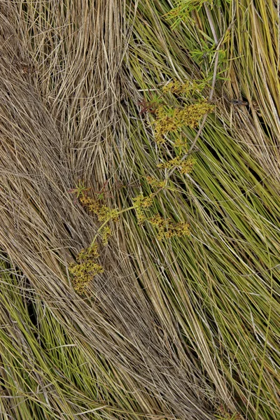 Verschwommenes Bild Von Grünem Gras Hintergrund Abstrakte Natur Textur Hintergrund — Stockfoto