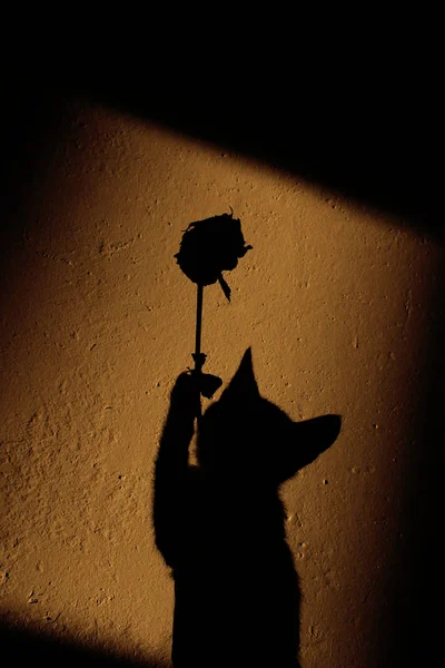 花で遊ぶ猫のぼやけたシルエット ペットのコンセプト 壁に黒い影を抽象化します 猫のシルエットと壁にバラ — ストック写真