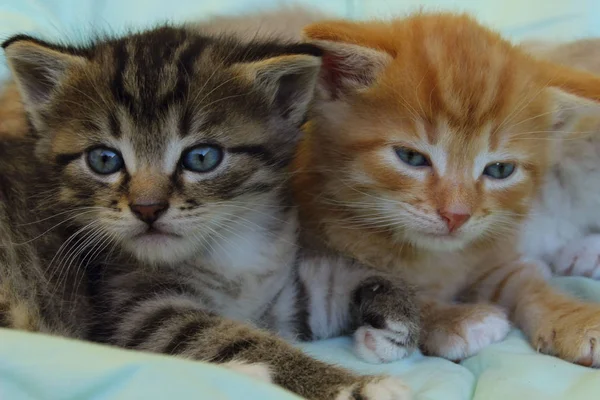 Haustiere Tiere Familie Tiere Tageskonzept Niedliche Verspielte Kätzchen Bunte Kätzchen — Stockfoto
