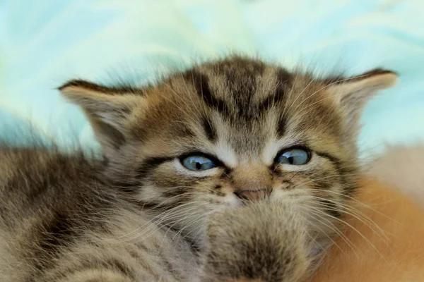 Cute Little Kitten Zbliżenie Tabby Kitten Leżącego Pomieszczeniu Przycięte Strzał — Zdjęcie stockowe
