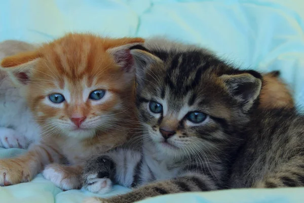 动物日的概念 可爱的俏皮小猫 五颜六色的小猫在室内 — 图库照片