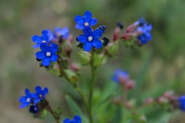 Küçük mavi çiçeklerbulanık görüntü. Öküz çiçekleri. Küçük mavi çiçekler arka plan. Soyut doğa arka planı.