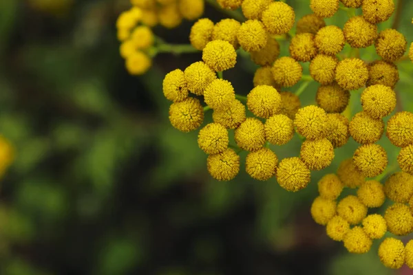 Sarı Çiçekli Arka Plan Sarı Tansi Çiçeklerin Bulanık Görüntüsü Güzel — Stok fotoğraf