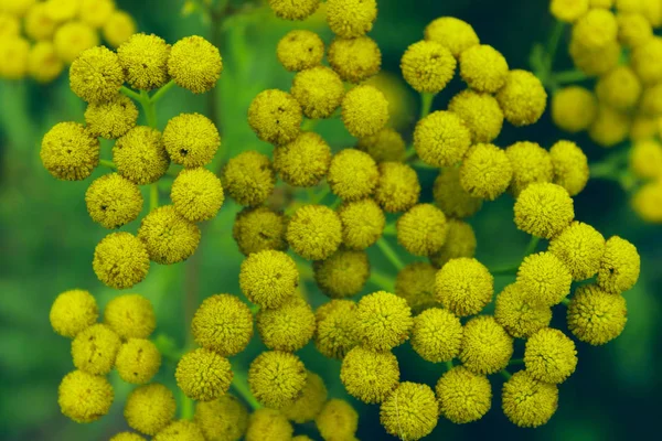 黄色的花朵背景 黄色的丹色花朵模糊的图像 美丽的自然背景 — 图库照片