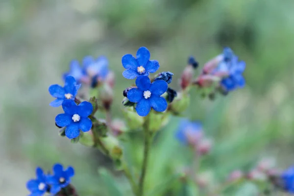 Suddig Bild Små Blå Blommor Oxar Blommor Lilla Blå Blommor — Stockfoto