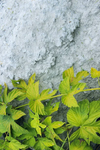 Sfondo Astratto Natura Con Sacco Spazio Copia Testo Ramo Pianta — Foto Stock