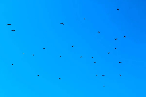 Imagen Borrosa Las Siluetas Cuervos Negros Cielo Azul Fondo Colorido — Foto de Stock