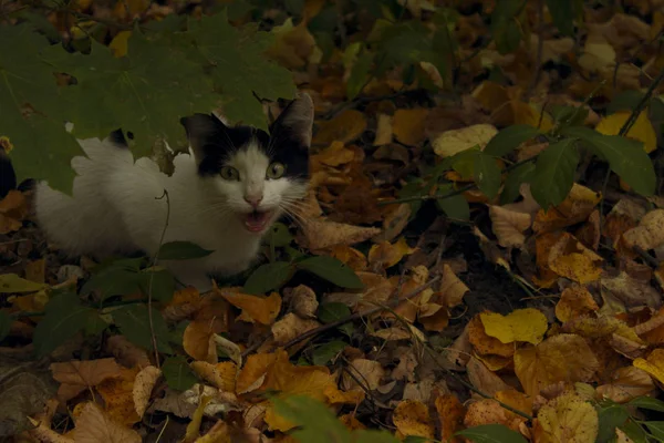 Gato Esmoquin Callejero Bosque Animales Otoño Concepto Mascotas Lindo Gato — Foto de Stock