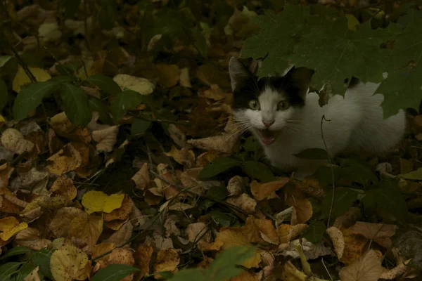 Gato Esmoquin Callejero Bosque Animales Otoño Concepto Mascotas Lindo Gato — Foto de Stock