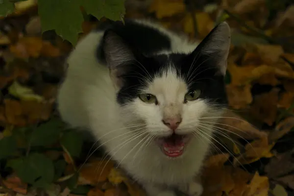 Tuxedo Gatto Randagio Nella Foresta Animali Autunno Concetto Animali Domestici — Foto Stock