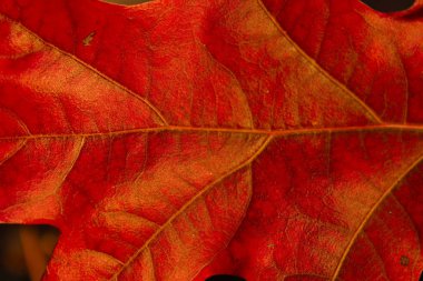 Kızıl Meşe atış kırpılmış. PIN meşe yakın çekim. Kırmızı yaprakları. Sonbahar ağaç kırpılmış bir kadeh. Sonbahar doğa arka plan. Doğal sonbahar yaprakları renkli arka plan. Doğa arka plan.