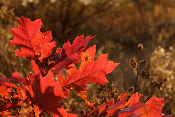 Scarlet Oak Cropped Shot Close Pin Oak Folhas Vermelhas Tiro — Fotografia de Stock