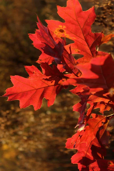 Fundo Outono Colorido Folhas Vermelhas Árvore Tiro Cortado Uma Árvore — Fotografia de Stock