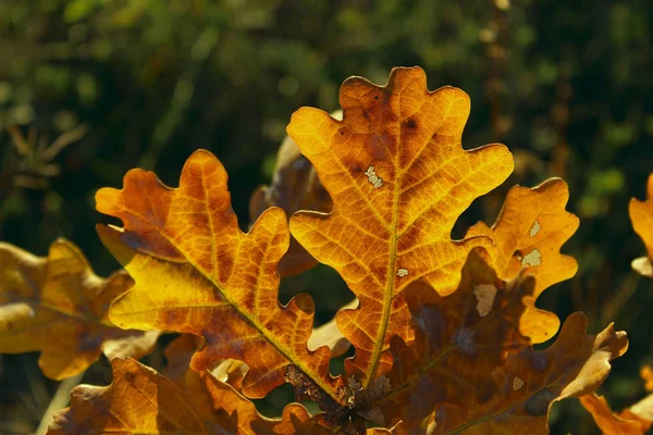 Fundo Outono Fundo Natureza Colorida Colorido Outono Deixa Fundo Folhas — Fotografia de Stock
