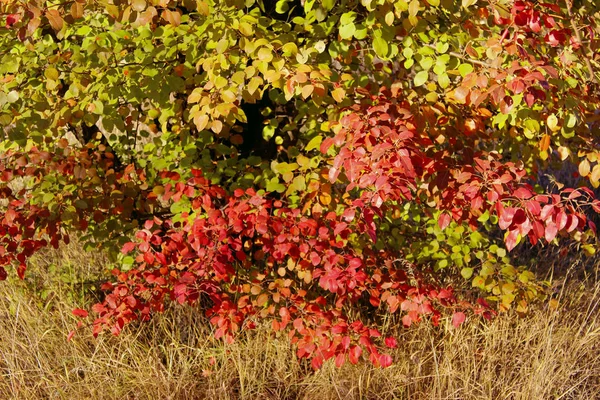 Fundo Natureza Colorida Tiro Cortado Árvore Outono Folhas Verdes Vermelhas — Fotografia de Stock