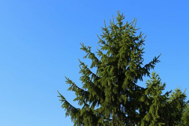 Mavi gökyüzüne karşı yeşil çam ağaçları. Doğa, kış konsepti. Soyut renkli doğa arka plan. 