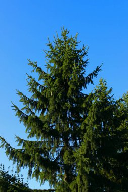 Mavi gökyüzüne karşı yeşil çam ağaçları. Doğa, kış konsepti. Soyut renkli doğa arka plan. 