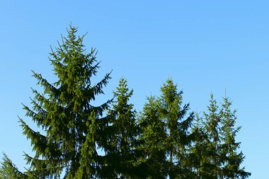 Mavi gökyüzüne karşı yeşil çam ağaçları. Doğa, kış konsepti. Soyut renkli doğa arka plan. 