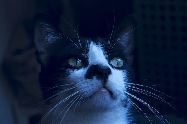 Gato Preto Olhar Para Cima Tiro Cortado Gato Smoking Escuridão — Fotografia de Stock