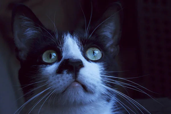 Gato Negro Mirando Hacia Arriba Tiro Recortado Gato Esmoquin Oscuridad — Foto de Stock