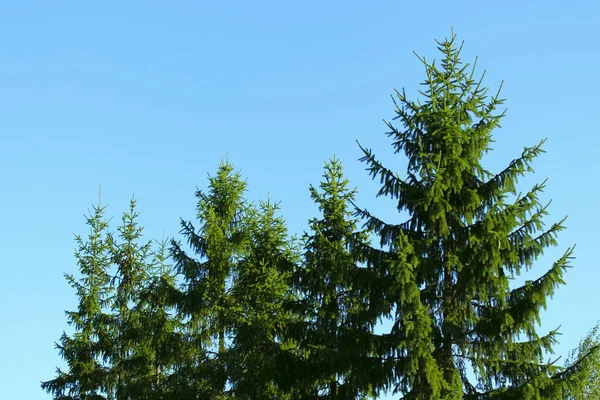 Pinos Verdes Contra Cielo Azul Naturaleza Concepto Invernal Fondo Abstracto —  Fotos de Stock