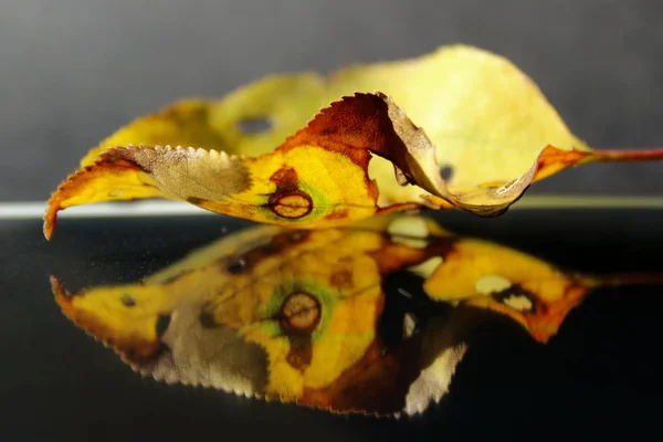 Gult Höstlöv Svart Bakgrund Höst Natur Reflektions Koncept Gult Höstlöv — Stockfoto