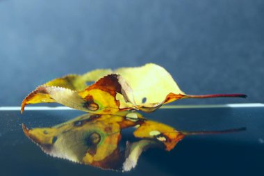 Siyah arka plan üzerinde sarı sonbahar yaprağı. Sonbahar, doğa, yansıma kavramı. Parlak siyah bir yüzey üzerinde sarı sonbahar yaprağı.