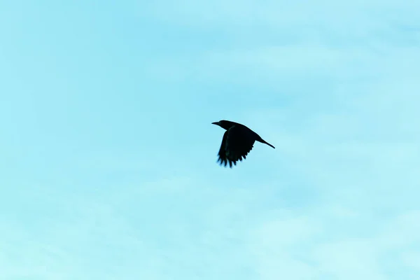 Suddig Silhuett Svart Fågel Himlen Överexponerad Abstrakt Natur Bakgrund Med — Stockfoto