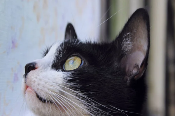 Una Foto Ritagliata Smoking Cat Gatto Nero Chiudi Animali Animali — Foto Stock