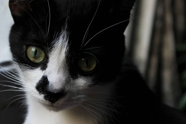 Cropped Shot Tuxedo Cat Black Cat Close Animals Pets Concept — Stock Photo, Image