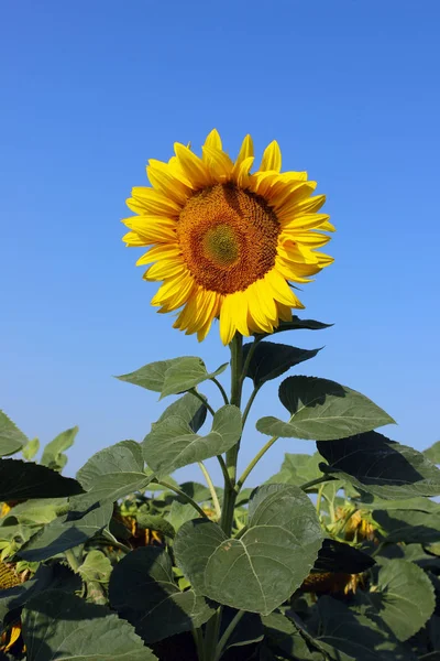 Plan Recadré Fleur Jaune Sur Fond Ciel Bleu Tournesol Sur — Photo